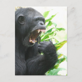Chimp Fangs Postcard