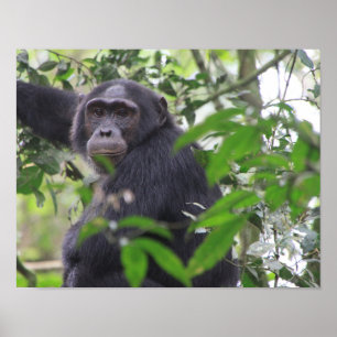 Chimp Poster