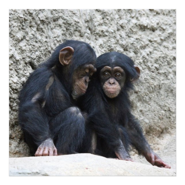 Chimpanzee002 Photo Print (Front)