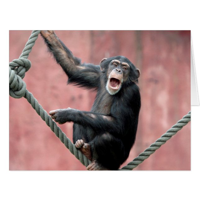 Chimpanzee 001 (Front Horizontal)