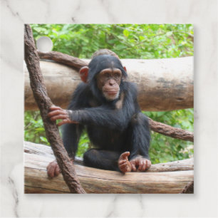 Chimpanzee 001 favour tags