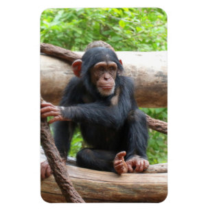 Chimpanzee 001 magnet