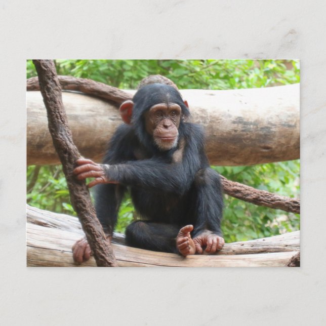 Chimpanzee 001 postcard (Front)