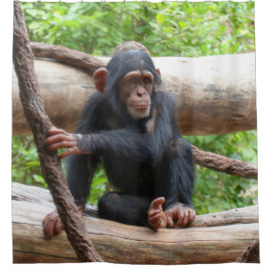 Chimpanzee 001 shower curtain