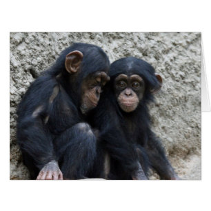 Chimpanzee 002