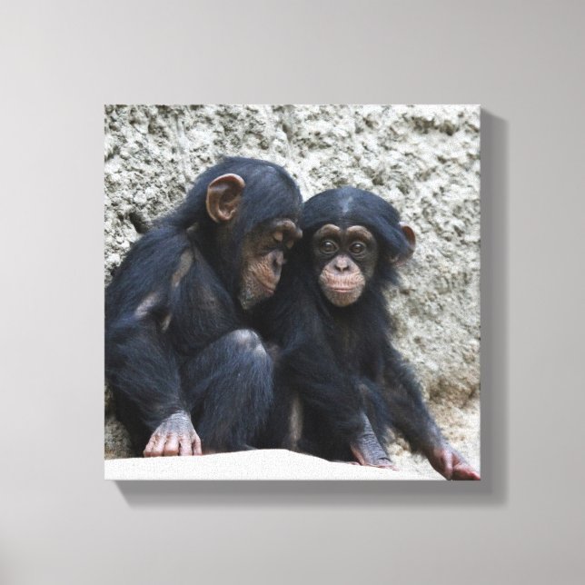 Chimpanzee 002 canvas print (Front)