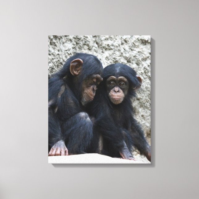 Chimpanzee 002 canvas print (Front)