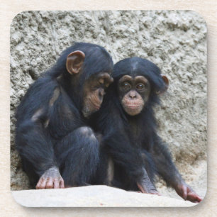 Chimpanzee 002 coaster