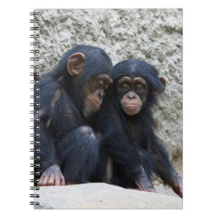 Chimpanzee 002 spiral notebook