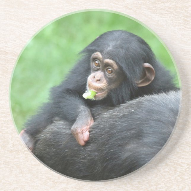 Chimpanzee 005 coaster (Front)