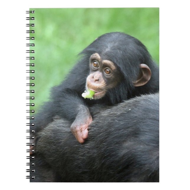 Chimpanzee 005 spiral notebook (Front)