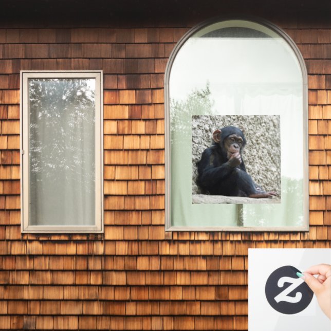 Chimpanzee 013 (Home Window)