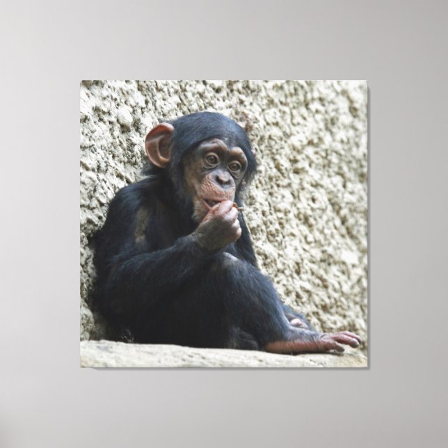 Chimpanzee 013 canvas print (Front)