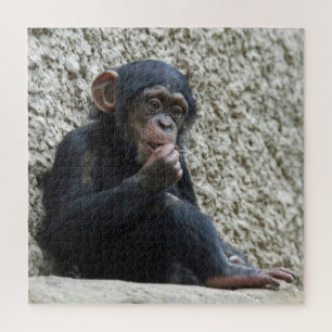 Chimpanzee 013 jigsaw puzzle