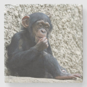 Chimpanzee 013 stone coaster