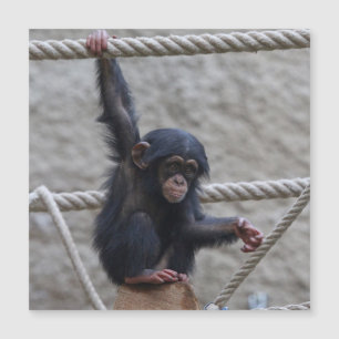 Chimpanzee 017