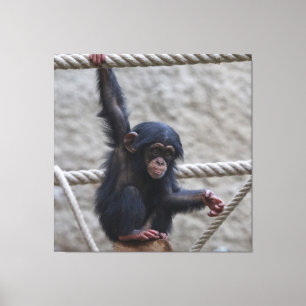Chimpanzee 017 canvas print