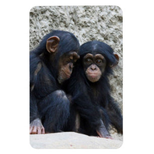 Chimpanzee 022 magnet