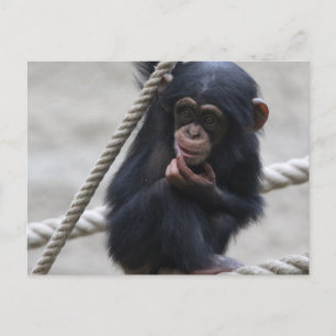 Chimpanzee 030 postcard