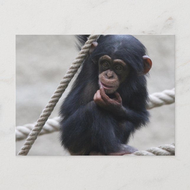 Chimpanzee 030 postcard (Front)