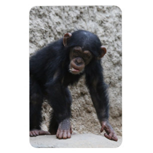 Chimpanzee 031 magnet