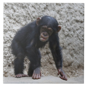 Chimpanzee 031 tile