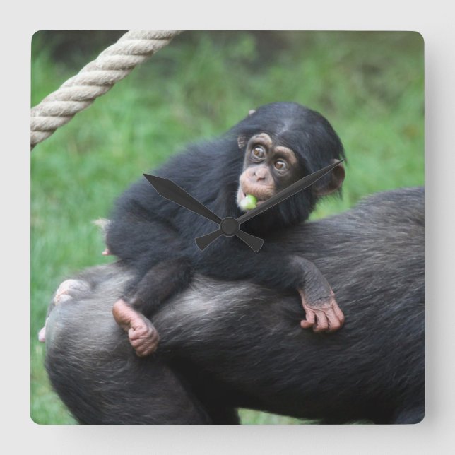 Chimpanzee 032 square wall clock (Front)