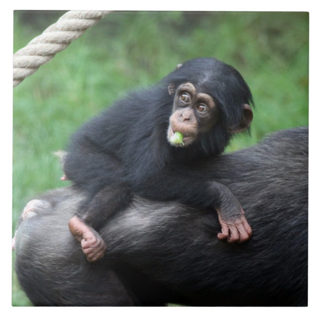 Chimpanzee 032 tile (Front)