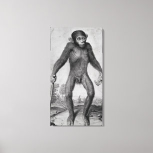 Chimpanzee, 1699 canvas print