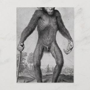 Chimpanzee, 1699 postcard