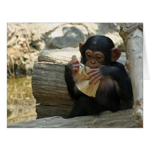 Chimpanzee_2015_0101