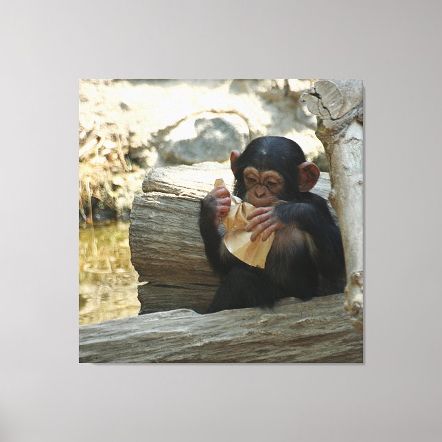 Chimpanzee_2015_0101 Canvas Print (Front)