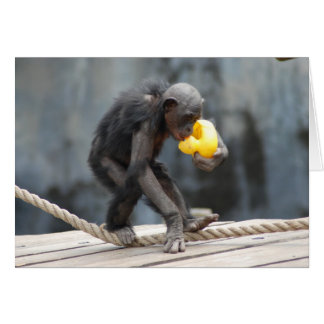Chimpanzee and Rubbery Ducky