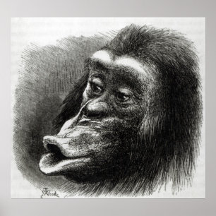 Chimpanzee Disappointed and Sulky Poster