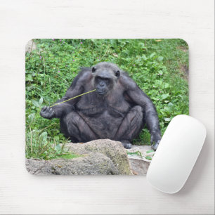 Chimpanzee Eating Grass Mouse Pad
