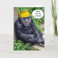 Chimpanzee Graduate with Gold Cap