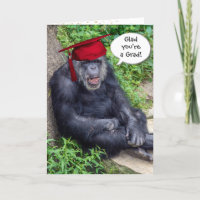 Chimpanzee Graduate with  Red Cap