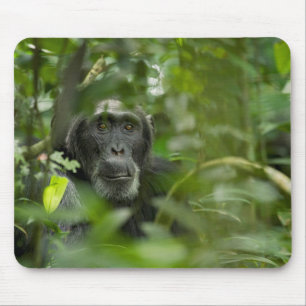 Chimpanzee Hidden Amongst Vegetation Mouse Pad