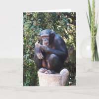Chimpanzee