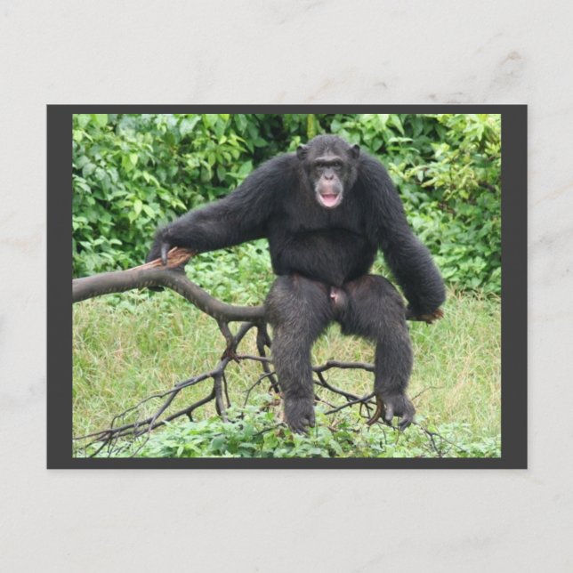 Chimpanzee in Uganda Postcard (Front)