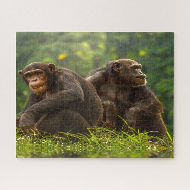 Chimpanzee Monkey. Jigsaw Puzzle (Horizontal)