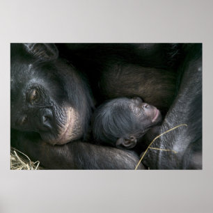 CHIMPANZEE MOTHER AND CHILD POSTER