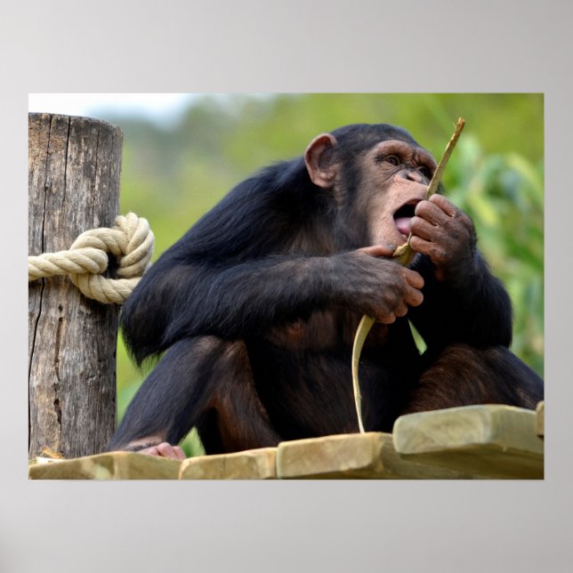Chimpanzee on plank and eating a bark tree postcar poster (Front)