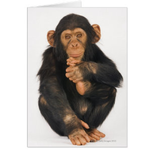 Chimpanzee (Pan troglodytes)