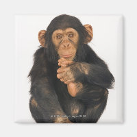 Chimpanzee (Pan troglodytes)