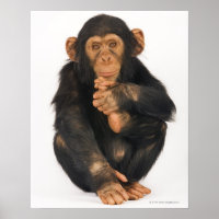 Chimpanzee (Pan troglodytes)