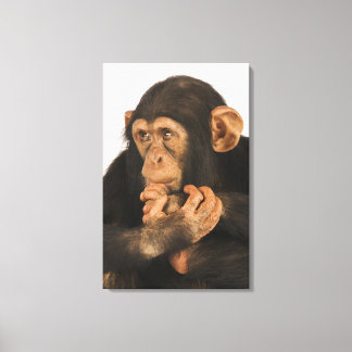 Chimpanzee (Pan troglodytes). Young playfull 2 Canvas Print