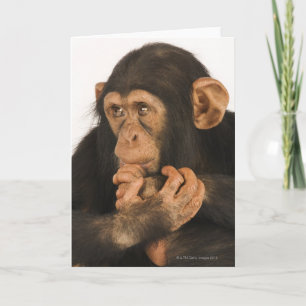 Chimpanzee (Pan troglodytes). Young playfull 2 Card