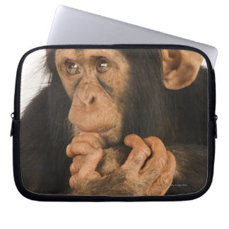 Chimpanzee (Pan troglodytes). Young playfull 2 Laptop Sleeve