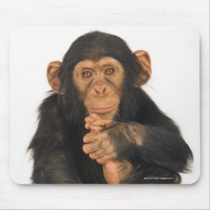 Chimpanzee (Pan troglodytes). Young playfull Mouse Pad
